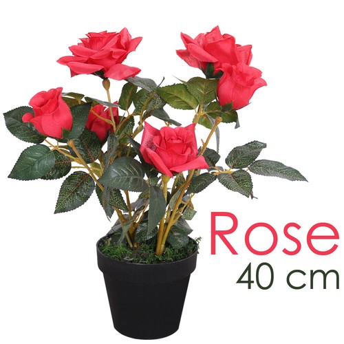 Rose rosenstock rosenbusch - rose,