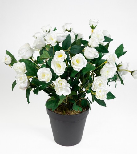 Rosenbusch 30cm weiß topf - 30cm,