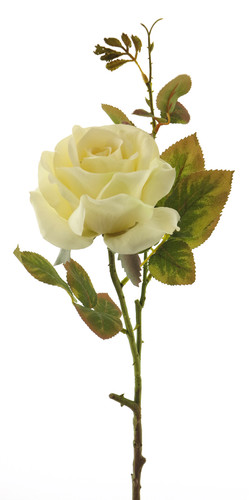 Rose 71cm cremefarbene